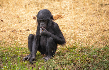 Bébé bonobo qui se nourit