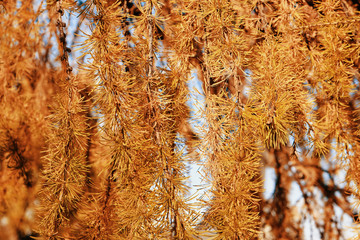 Branches of larch in the autumn, background close-up