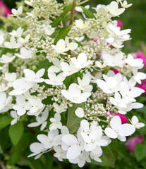 White flowers of hydrangea paniculata