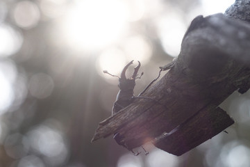 A stag beetle crawls on a branch. Beautiful morning sun behind you. Big beautiful horns. A life-size portrait of the beetle.