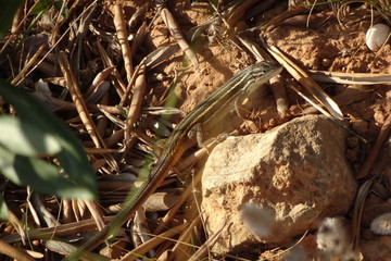 Algerian Sand Racer, Psammodromus algirus, Lizard, Reptile