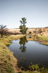 Árbol sobre el río