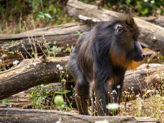Mandrill a la vallée des singes