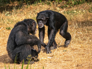 Chimpanzés se regardent