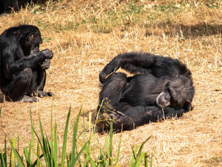 Chimpanzé se gratte
