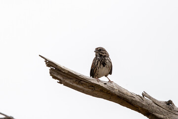 bird on a branch
