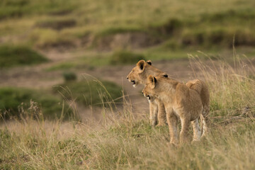 Naklejka premium Lion cubs at Masai Mara