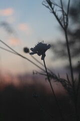 silhouette of a plane