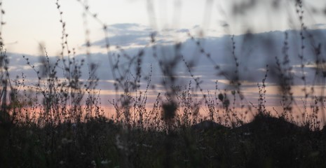 grass in the morning