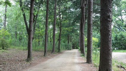 Fototapeta premium road in the forest