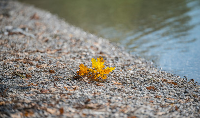 Herbstblatt