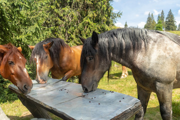 horse in the field