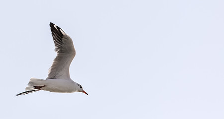 Seagull Flying in the Sky