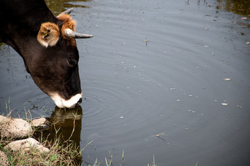 Vaca tomando agua