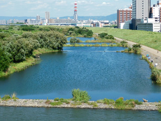 菅原城北大橋の上流側の城北ワンド(大阪市旭区で8月撮影)