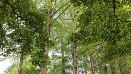 Obraz premium green tree branches