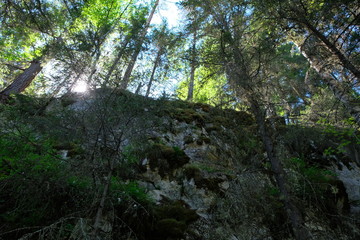 the sun breaks through the trees on the high cliff