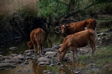 Vacas tomando agua