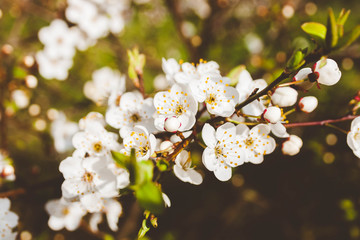 White spring flowers on a bokeh background in Latvia.