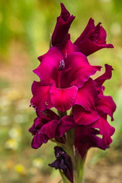 eine wundersch&ouml;ne pinkfarbene aufgebl&uuml;hte Gladiole