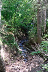 stream in the woods