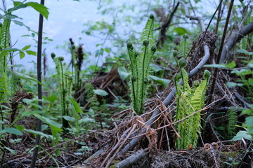 fern in the forest