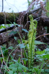 fern in the forest