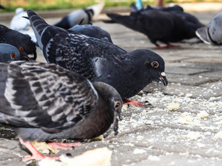 Hungry bird. Pigeons eat bread. Wild bird.