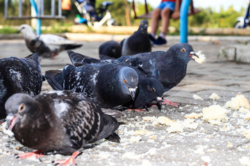 Hungry bird. Pigeons eat bread. Wild bird.