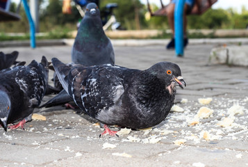 A hungry pigeon. The pigeon eats bread crumbs.
