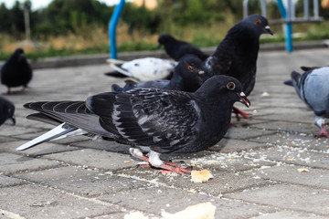 Obraz premium Hungry bird. Pigeons eat bread. Wild bird.