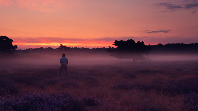 Heidebl&uuml;hen Westruper Heide, Sonnenaufgang, Nebel