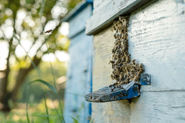 Bees fly out and return to the hive in the summer. Flight of bees near the hive in the garden.
