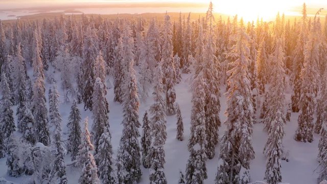 Aerial view from drone of snowy pines of endless coniferous forest trees in Lapland National park, bird&rsquo;s eye scenery  view of natural landmark in Riisitunturi on winter season at sunset golden light
