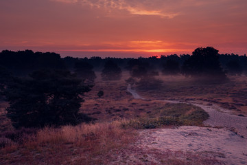 Fototapeta premium Heideblühen Westruper Heide, Sonnenaufgang, Nebel