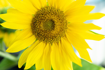 Obraz premium sunflower close up