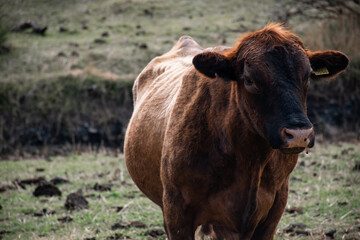 Vaca en el pasto