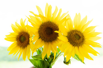 Obraz premium sunflower isolated on white background