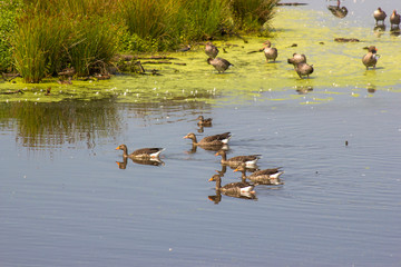 Krickenbecker Lakes, Narure Reserve, Lower Rhine Region, Germany