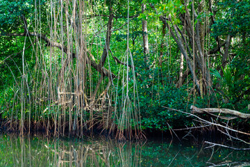Obraz premium Palétiviers, lianes, mangrove, Guadeloupe