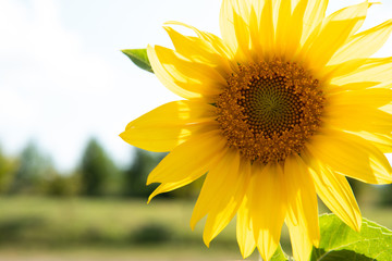Fototapeta premium sunflower on a field