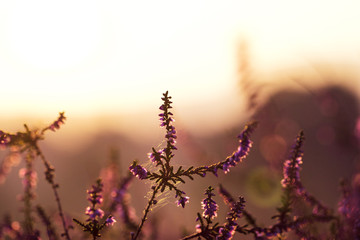 lila blühendes Heidekraut, Westruper Heide, Haltern am See