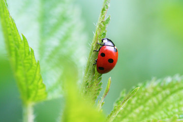 Red Ladybug on green grass and green  background
