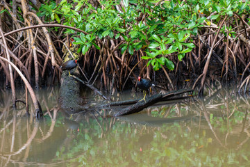 Gallinule poule d'eau, mangrove, Guadeloupe