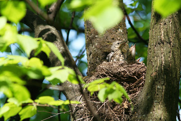 Three hungry thrush chicks (Latin Turdus pilaris) in the nest await feeding. Bottom view.