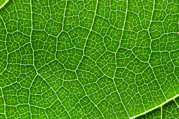 Close-up of a textured green leaf with fanciful patterns formed by veins. Photo can be used as background, texture for decoration and design.