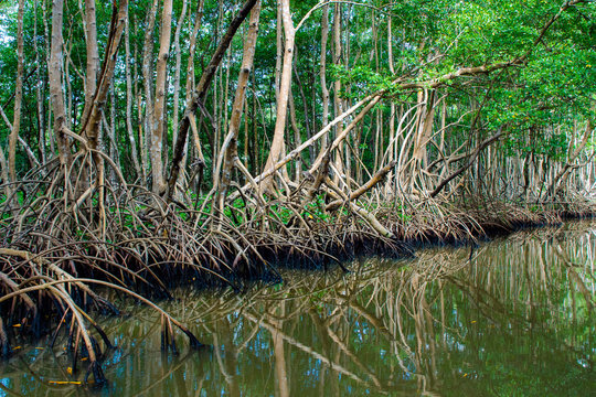 Mangrove Guadeloupe, canal des Rotours