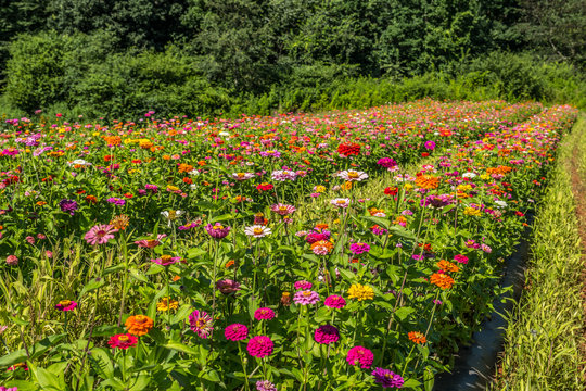 Field full of zinnias