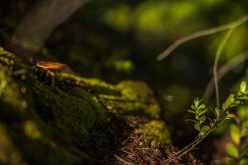 mushroom with green background