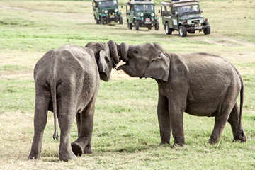Fototapeta na wymiar Elephants being playful, in the wild.